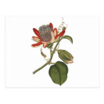 Vintage Passion Flower Post Card