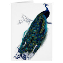 Vintage Peacock Cards