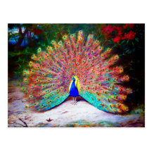 Vintage Peacock Painting Post Card