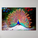 Vintage Peacock Painting Posters