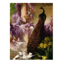 Vintage Peacock Post Cards