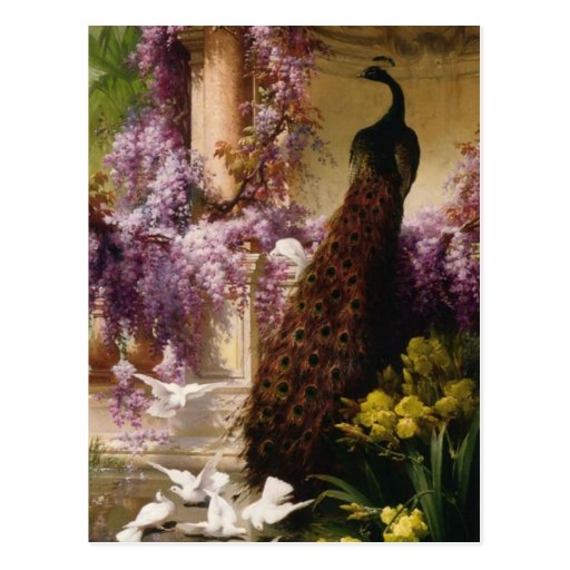 Vintage Peacock Post Cards