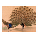 Vintage Peacock Postcard