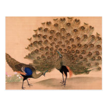 Vintage Peacock Postcard