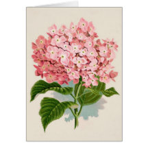 Vintage Pink Hydrangea Card