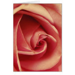 Vintage Pink Love Rose cards