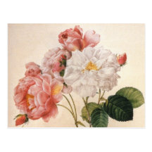 Vintage Rose Postcard
