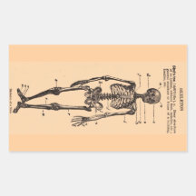 Vintage Skeleton Definition Rectangle Stickers