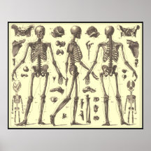 Vintage Skeleton Diagrams Posters