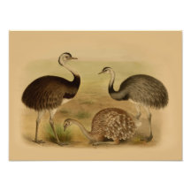 Vintage South American Rhea Birds Photographic Print
