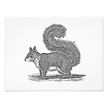 Vintage Squirrel Illustration - 1800's Squirrels Photograph