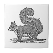 Vintage Squirrel Illustration - 1800's Squirrels Ceramic Tile