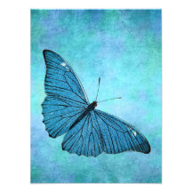 Vintage Teal Blue Butterfly1800s Illustration Photo Art