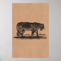 Vintage Tiger Illustration - 1800's Tigers African Print