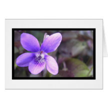 Violet Card