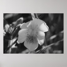 Violet Posters