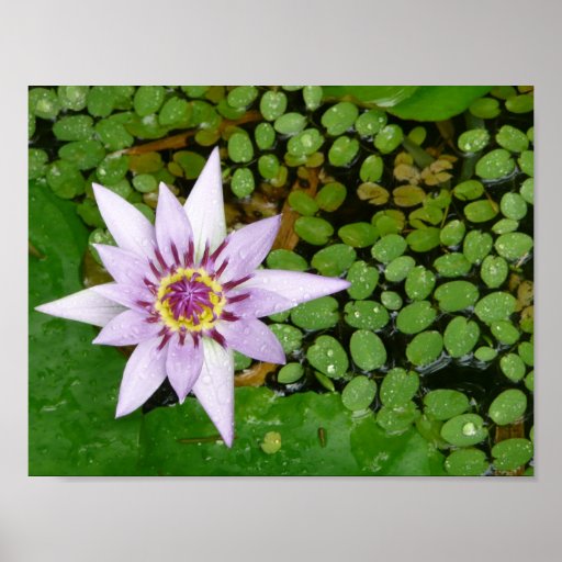 Violet Waterlily poster