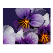 Violets Post Card