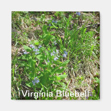 Virginia Bluebell Magnet