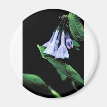 Virginia Bluebells Fridge Magnets