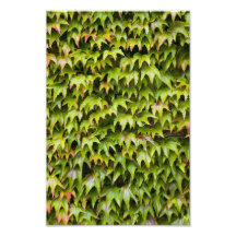 Virginia Creeper Photo