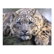 Vishnu Snow Leopard Postcard