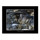 "Vision Quest" Grey Wolf Post Card