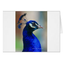 vivid blue peacock greeting card