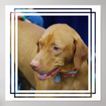 Vizsla Dog Poster