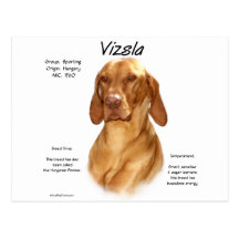 Vizsla History Design Post Card