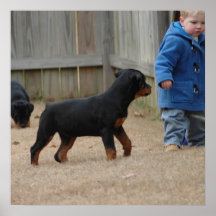 Von Aufstand Rottweilers Posters