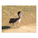 Wading Pelican Art Photo