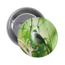 Wagtail Button