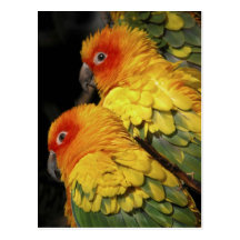 Walk on the Wild Side - Pair of Parrots Postcard