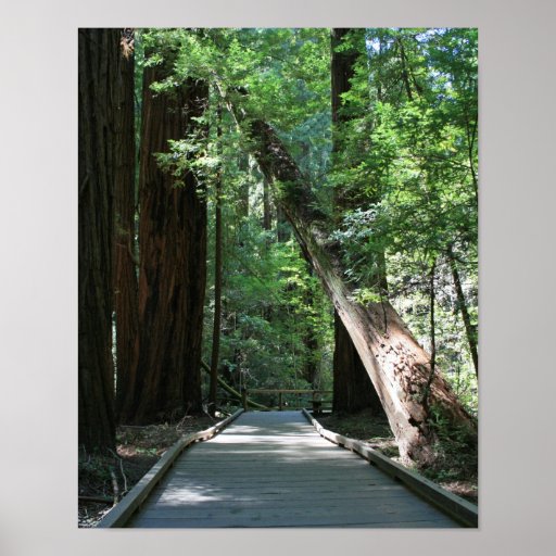 "Walking amongst Giants", Muir Woods Posters