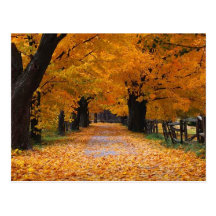 Walking Down Autumn's Memory Lane Post Card