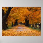 Walking Down Autumn's Memory Lane Posters