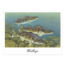 Walleye Painting Postcard