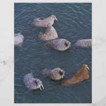 Walrus at Togiak National Wildlife Refuge Full Color Flyer