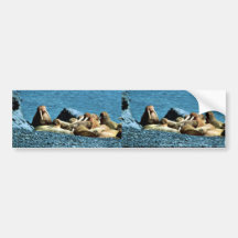Walrus Bumper Sticker