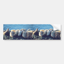 Walrus Bumper Stickers