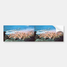 Walrus Bumper Stickers