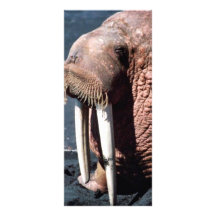 Walrus Personalized Rack Card
