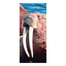 Walrus Rack Card