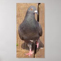 Wandering Bird Poster