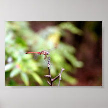 Wandering Glider Poster