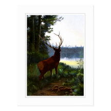 Wapiti, or Elk Post Card