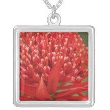 Waratah in bloom, Australia flowers Jewelry