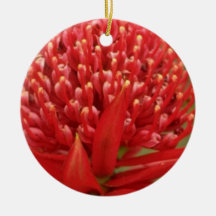 Waratah in bloom, Australia flowers Christmas Ornament