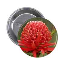 Waratah in bloom, Australia flowers Pinback Button